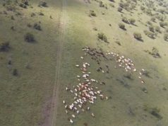 Drones Used to Protect Wildlife in Africa