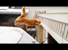 Waffles The Terrible – Funny Cat Fails Epic Jump