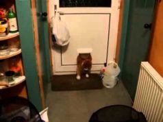 Fat Cat Squeezes Through Pet Door