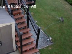 Raccoon Sprays Cat with Sprinkler After Tussle