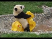 Baby Panda on Rocking Horse