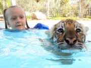 Animal Park Allows Swimming with Tigers