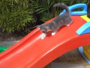 Kittens on a Slide