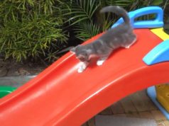Kittens on a Slide