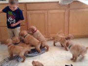 Litter of Puppies Play with Kids