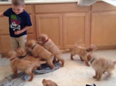 Litter of Puppies Play with Kids