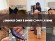 Pets Can Be Very Jealous Creatures